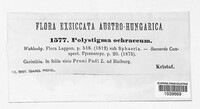 Polystigma ochraceum image